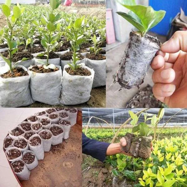 Lookgrow - Nursery plants bags